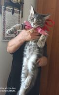 Cuccioli Maine Coon