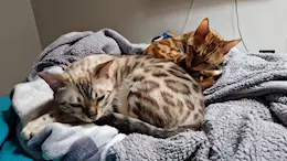 FEMMINE GATTO BENGALA CERCA COMPAGNO