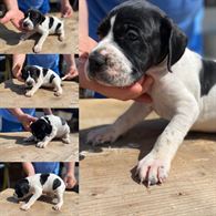 Cuccioli pointer inglesi