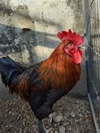  galli marans