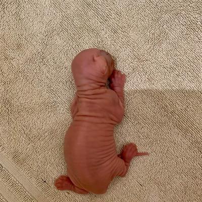 Cuccioli Canadian Sphynx