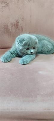 Gattini Scottish