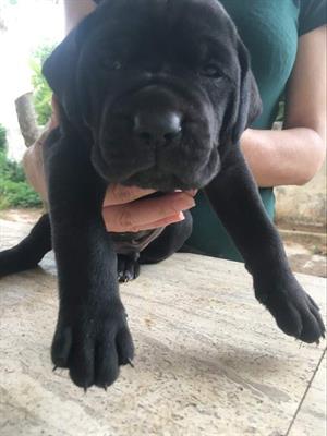 Cuccioli di cane corso