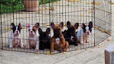 Cuccioli di Bouledogue francese