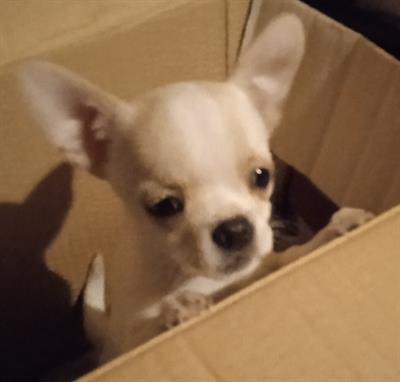Chihuahua cucciolo maschio con pedigree ENCI - Foto 4