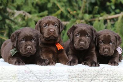 Cuccioli Razza labrador cioccolato con Pedigree - Anteprima 1