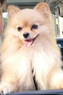 Spitz nano accoppiamento 400 €