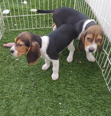 Cuccioli di Razza Beagle - Foto 2