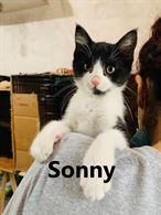 Foto 6 Cuccioli di gatto in regalo Razza Europeo
