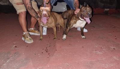 Pitbull - 2 maschi e 1 femmina - Foto 5