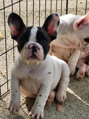 Cuccioli di Bouledogue francese - Foto 2