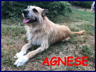 AGNESE simil spinona 7