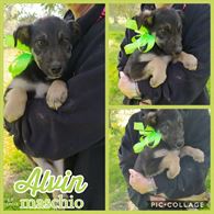 Foto 6 Cuccioli in adozione, taglia media
