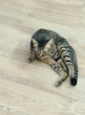 Gatto Europeo con Pedigree ANFI