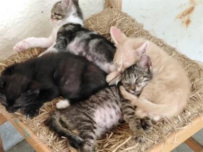 Cuccioli di gatto meravigliosi