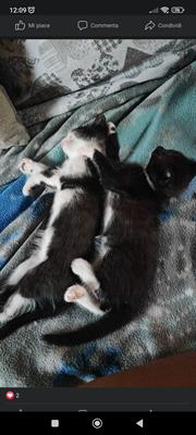 Regalo gattini