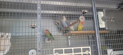 Inseparabili, prezzo è trattabile - Foto 5