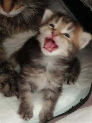Dolcissima cuccioli di Maine coon