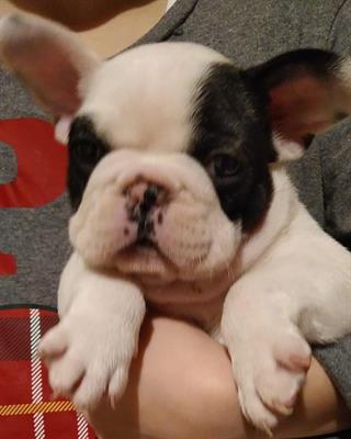 Bouldogue Francese cucciolo