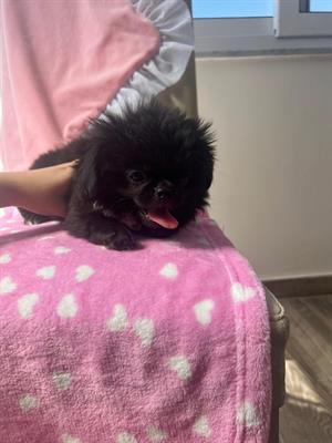 Chihuahua femmina con pedigree, a pelo lungo - Anteprima 1