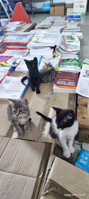 Gattini bellissimi Razza Europeo - Foto 4