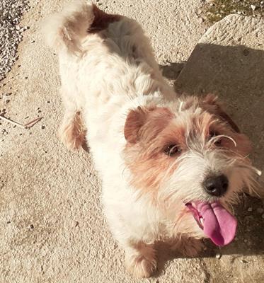 Jack Russell Terrier