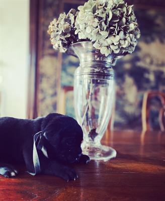 Cuccioli di cane corso