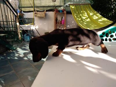 Cuccioli di bassotto tedesco originali, colore nero focato, ottimo stato - Foto 3