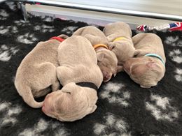 Cuccioli Weimaraner - tre maschi e due femmine