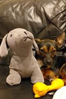Cercasi cagnolina per meticcietto
