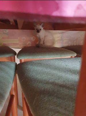 Splendidi cuccioli di Razza thai(siamese tradizionale) - Foto 3