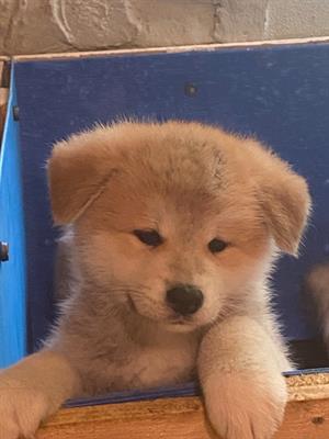 Cucciole Akita inu