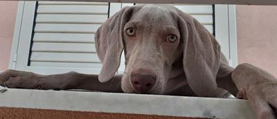 Cuccioli WEIMARANER, genitori visibili - Foto 3