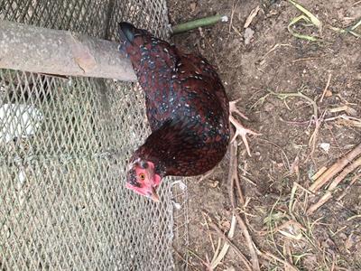 Sussex rosso millefiori galline nane + galletto