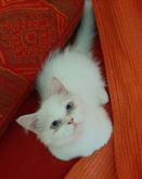 Foto 6 Gattini Persiani 3 mesi