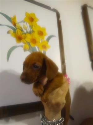 Bassotto tedesco nano kaninchen, genitori visibili - Foto 5