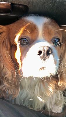 Cercasi Cavalier King femmina per accoppiamento