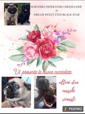 Carlini con pedigree, prezzo leggermente trattabile - Anteprima 1