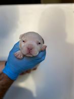 Foto 2 CUCCIOLI DI AMERICAN BULLY POCKET