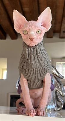 Sphynx con pedigree