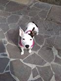 Regalo Pitbull femmina 14 mesi vaccinata