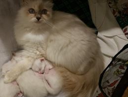Cuccioli sacro di Birmania