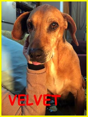 VELVET adozione d'amore 10 anni passati in gabbia