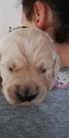 CUCCIOLI Golden retriever
