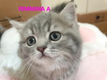 Cucciole Femmine Razza British - Foto 2