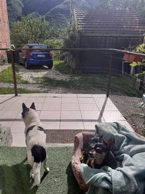 Pensioni cani piccola taglia