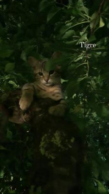 Gattino tigrato in adozione Razza Europeo - Foto 3