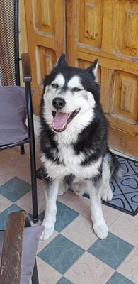 Cuccioli Siberian Razza Husky - Foto 6