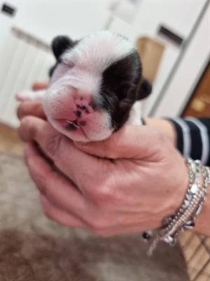 Cuccioli Bouledogue Francese, genitori visibili - Foto 4