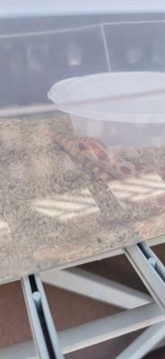 Heterodon nasicus albino